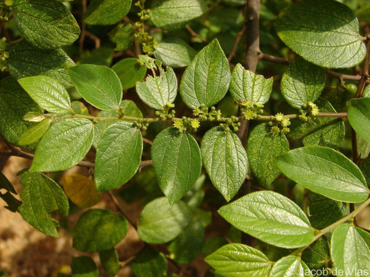 Ziziphus oenopolia (L.) Mill.